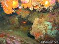 foto de buceo