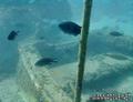 foto de buceo