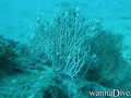 foto de buceo