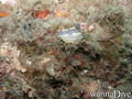 foto de buceo