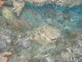 foto de buceo