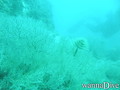 foto de buceo