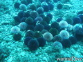 foto de buceo