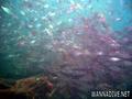 foto de buceo