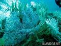 foto de buceo