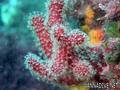 foto de buceo