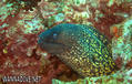 foto de buceo