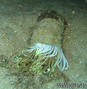 foto de buceo