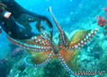 foto de buceo