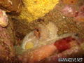 foto de buceo