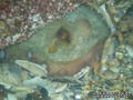 foto de buceo