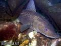 foto de buceo