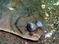 foto de buceo