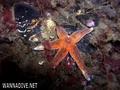 foto de buceo