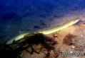 foto de buceo