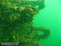 foto de buceo