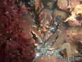 foto de buceo