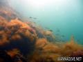 foto de buceo
