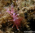 foto de buceo