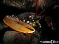 foto de buceo