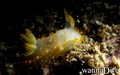 foto de buceo