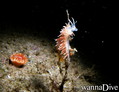 foto de buceo