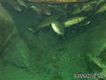 foto de buceo