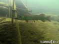 foto de buceo