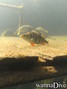 foto de buceo