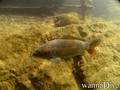 foto de buceo