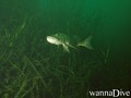 foto de buceo