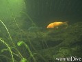 foto de buceo