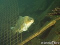 foto de buceo