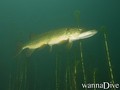 foto de buceo