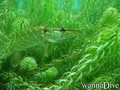 foto de buceo