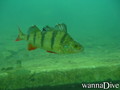 foto de buceo