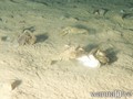 foto de buceo