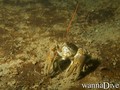 foto de buceo
