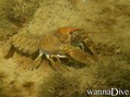 foto de buceo