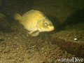 foto de buceo