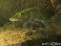 foto de buceo