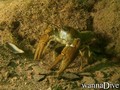 foto de buceo