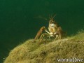 foto de buceo