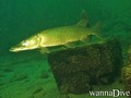 foto de buceo