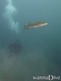 foto de buceo