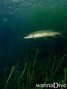 foto de buceo