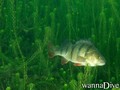 foto de buceo