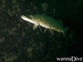 foto de buceo
