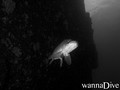 foto de buceo