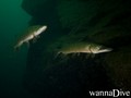 foto de buceo